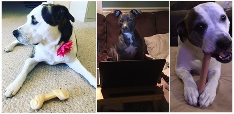 Benefits of Bringing Your Pets to Work
