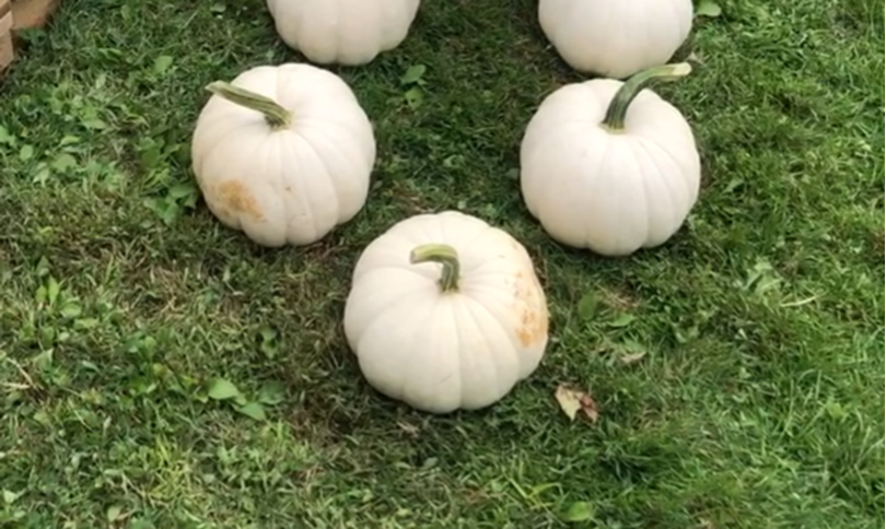 Fall is Back!