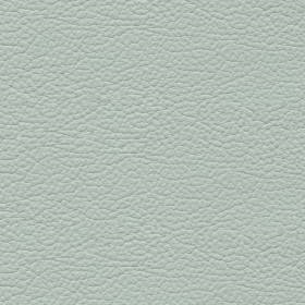 Pigeon (NO61)*