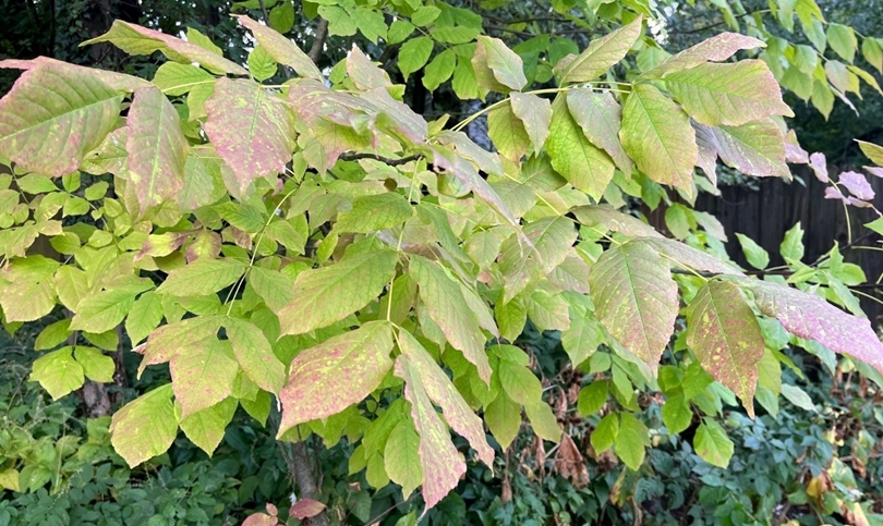 Fall Has Arrived