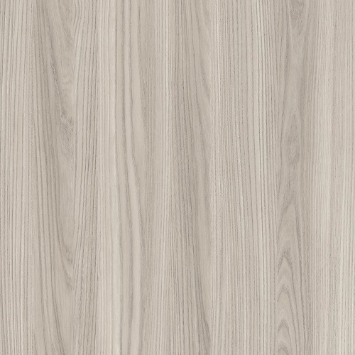 Gray Elm*